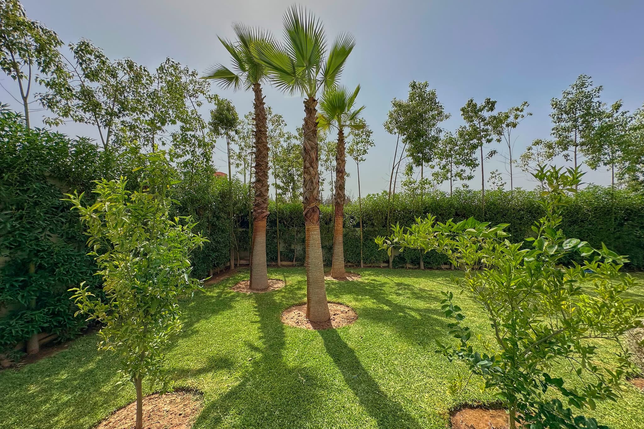 Le jardin planté de palmiers et de jeunes arbres, pelouse dégagée entre les massifs.